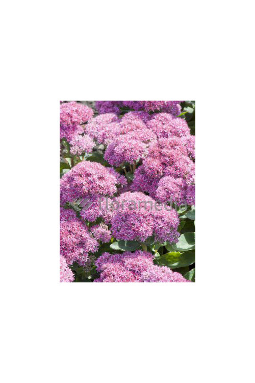 Rozchodnik okazały 'Carl' Sedum spectabile