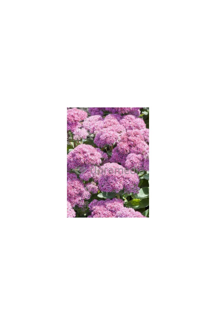 Rozchodnik okazały 'Carl' Sedum spectabile
