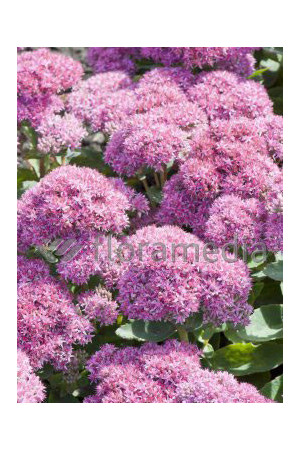 Rozchodnik okazały 'Carl' Sedum spectabile