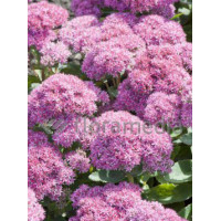 Rozchodnik okazały 'Carl' Sedum spectabile