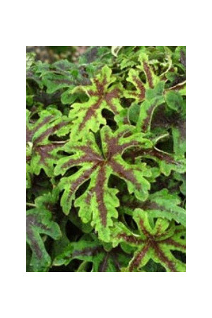 Tiarella 'Oregon Trail' Tiarella