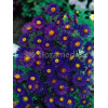 Aster nowangielski 'Barr's Blue' Aster novi-angliae