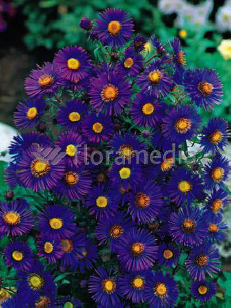 Aster nowangielski 'Barr's Blue' Aster novi-angliae
