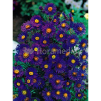 Aster nowangielski 'Barr's Blue' Aster novi-angliae