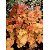 Żurawka 'Marmalade' | Heuchera
