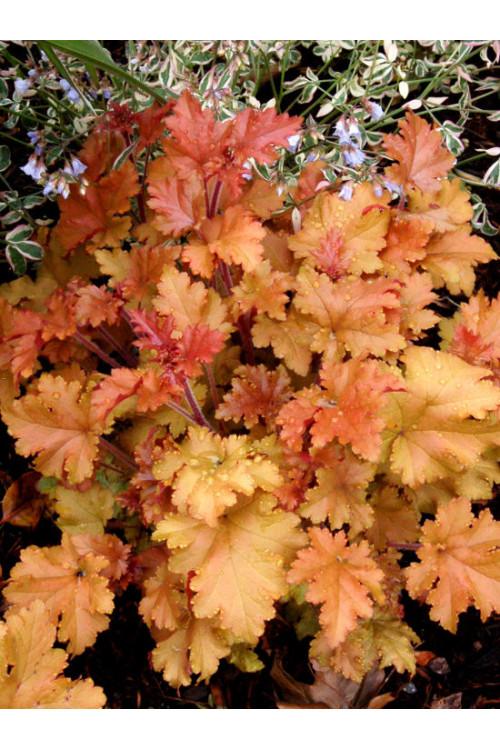 Żurawka 'Marmalade' | Heuchera