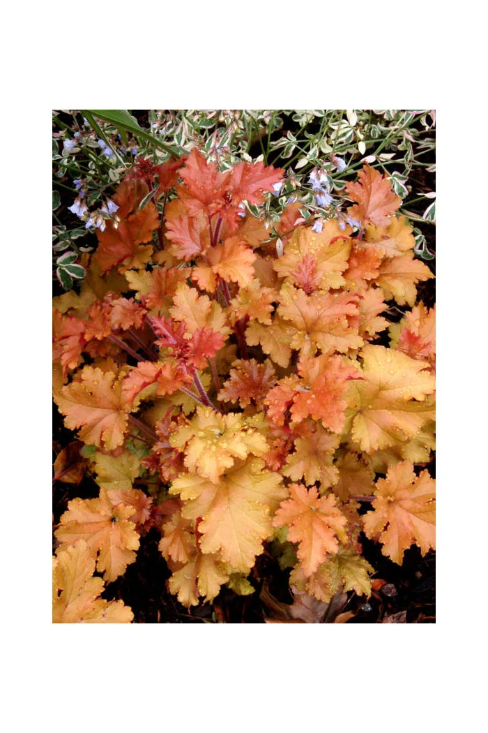 Żurawka 'Marmalade' | Heuchera