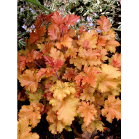 Żurawka 'Marmalade' | Heuchera