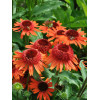 Jeżówka 'Carrot Cake' | Echinacea