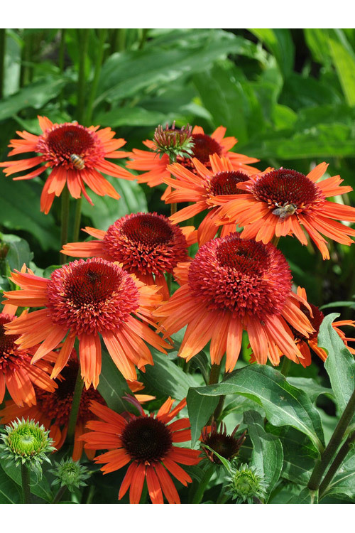 Jeżówka 'Carrot Cake' | Echinacea