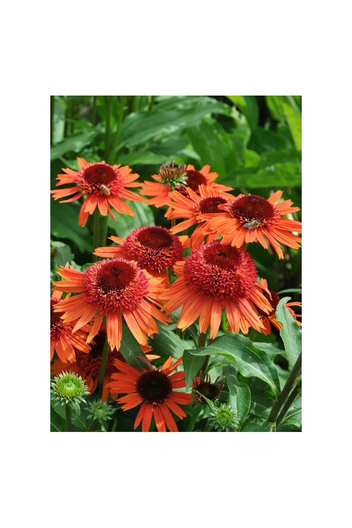 Jeżówka 'Carrot Cake' | Echinacea