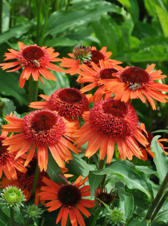 Jeżówka 'Carrot Cake' | Echinacea