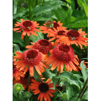Jeżówka 'Carrot Cake' | Echinacea