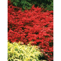 Trzmielina oskrzydlona 'Chicago Fire' | Euonymus alatus