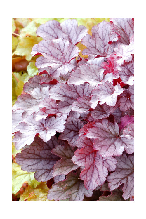 Żurawka 'Milan' | Heuchera