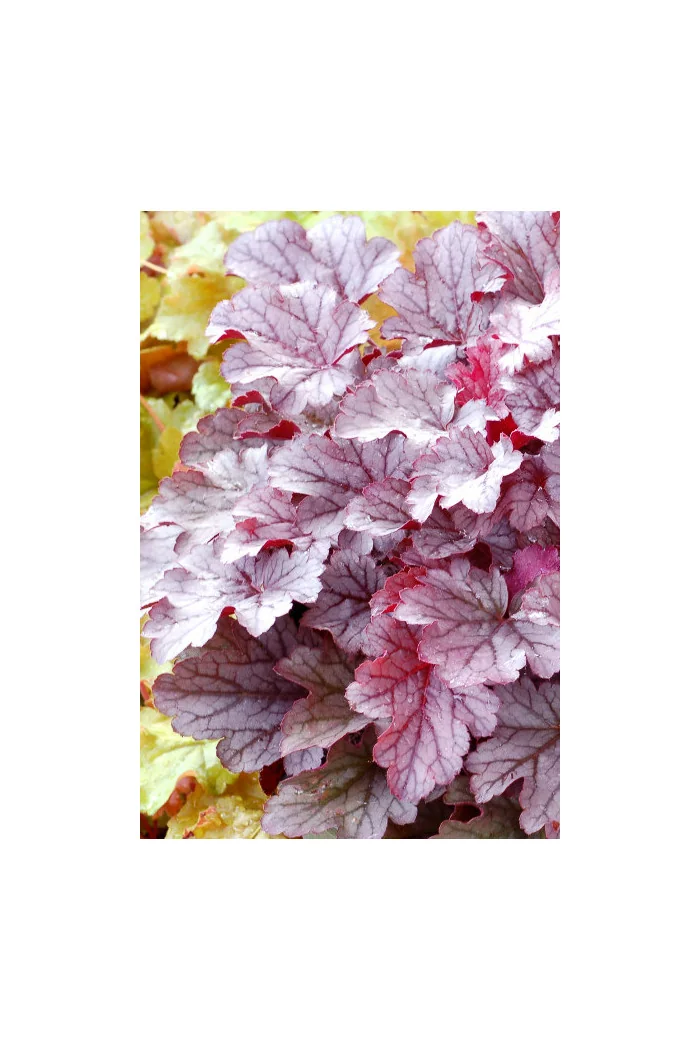 Żurawka 'Milan' | Heuchera