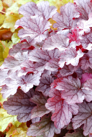 Żurawka 'Milan' | Heuchera