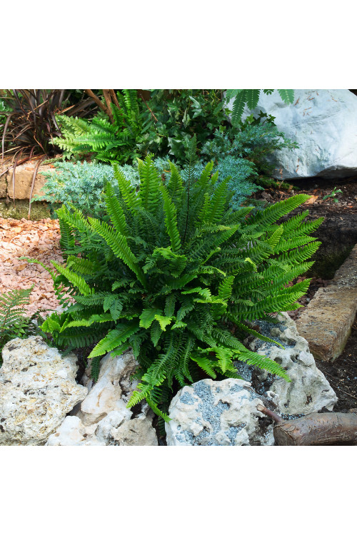 Podrzeń żebrowiec | Blechnum spicant