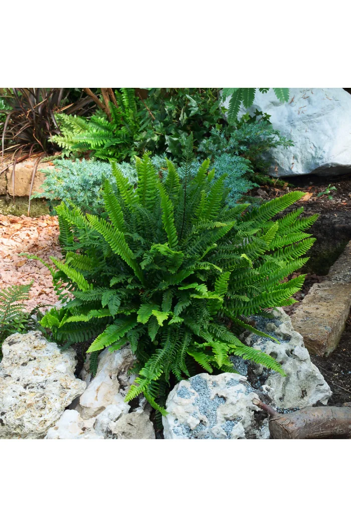 Podrzeń żebrowiec | Blechnum spicant