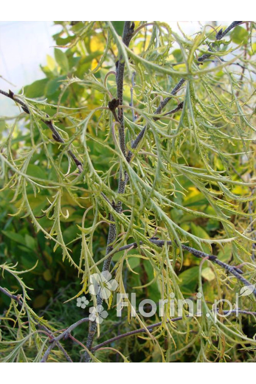 Brzoza brodawkowata 'Trost Dwarf' Betula pendula