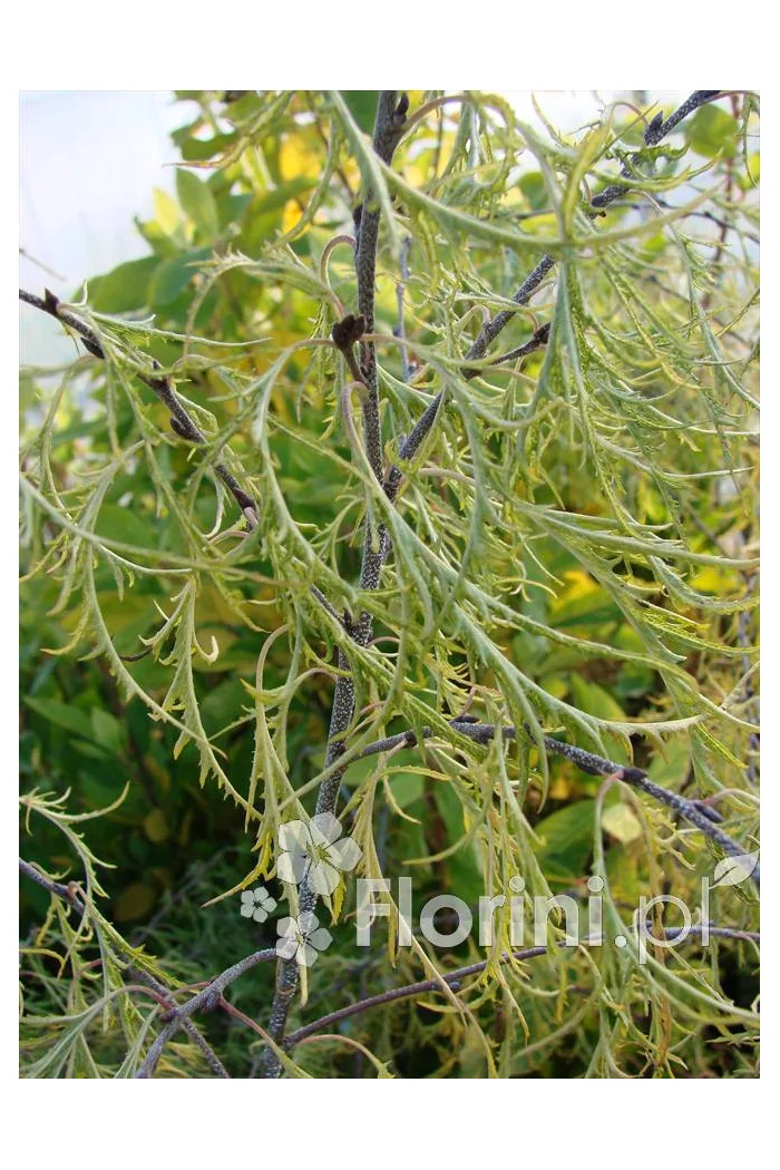 Brzoza brodawkowata 'Trost Dwarf' Betula pendula
