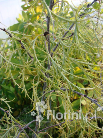Brzoza brodawkowata 'Trost Dwarf' Betula pendula