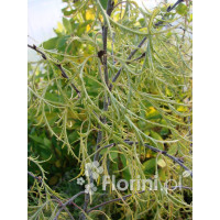 Brzoza brodawkowata 'Trost Dwarf' Betula pendula