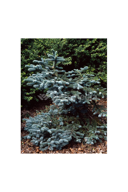 Jodła szlachetna 'Glauca' Abies procera