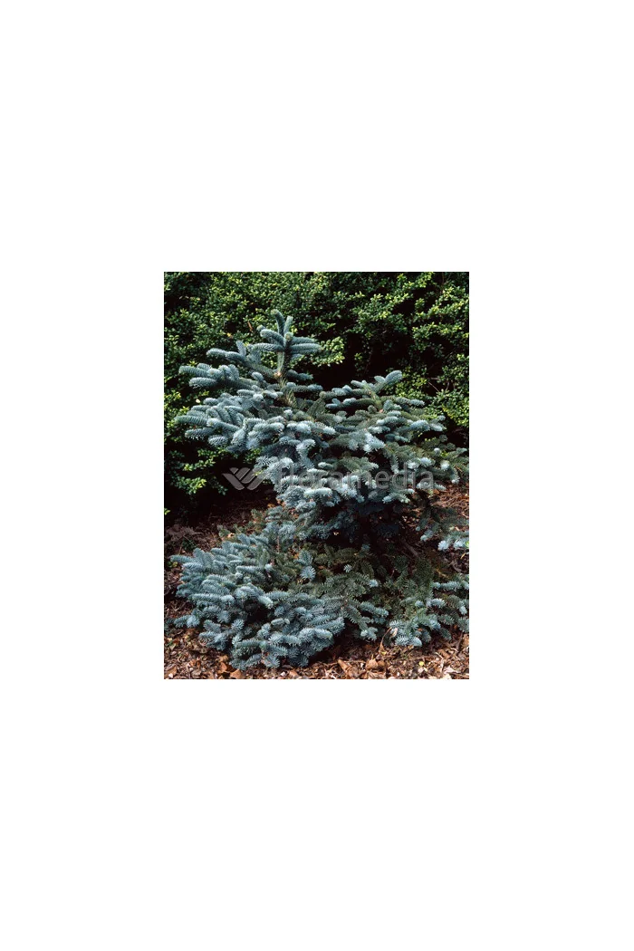 Jodła szlachetna 'Glauca' Abies procera