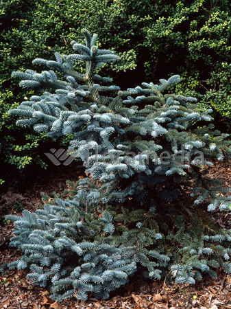 Jodła szlachetna 'Glauca' Abies procera