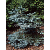 Jodła szlachetna 'Glauca' Abies procera