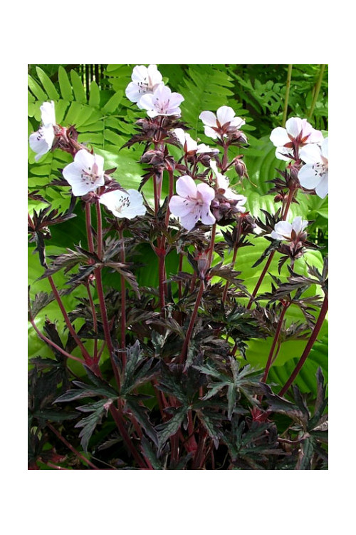 Bodziszek 'Purple Ghost' Geranium pratense