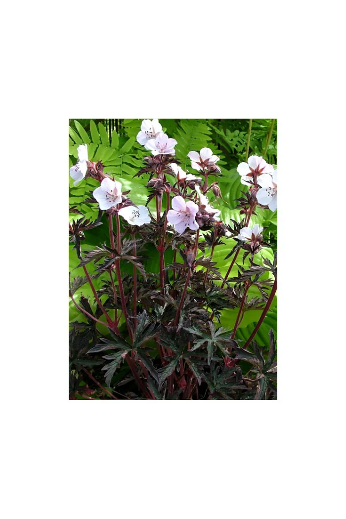 Bodziszek 'Purple Ghost' Geranium pratense