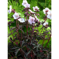 Bodziszek 'Purple Ghost' Geranium pratense