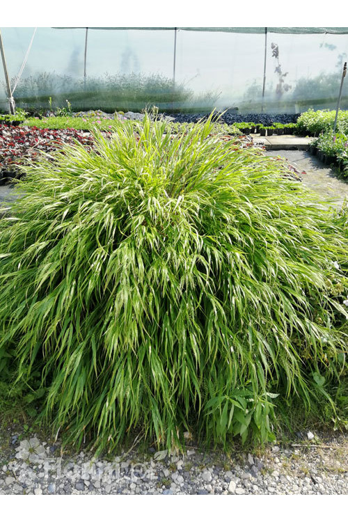 Hakonechloa | Hakonechloa macra
