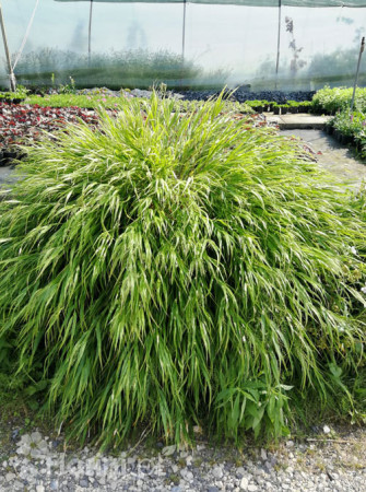 Hakonechloa | Hakonechloa macra
