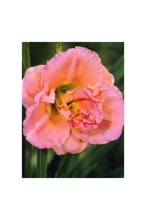 liliowiec, hemerocallis