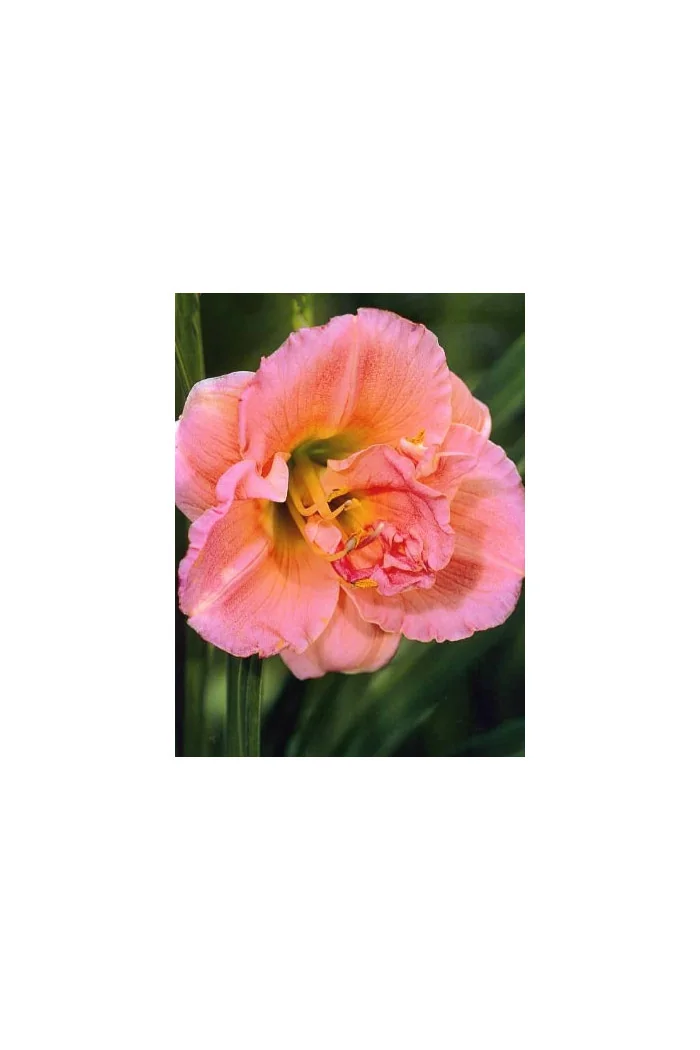 liliowiec, hemerocallis