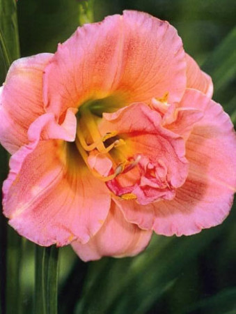liliowiec, hemerocallis
