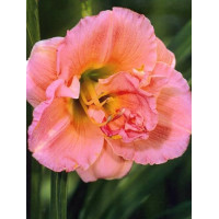 liliowiec, hemerocallis