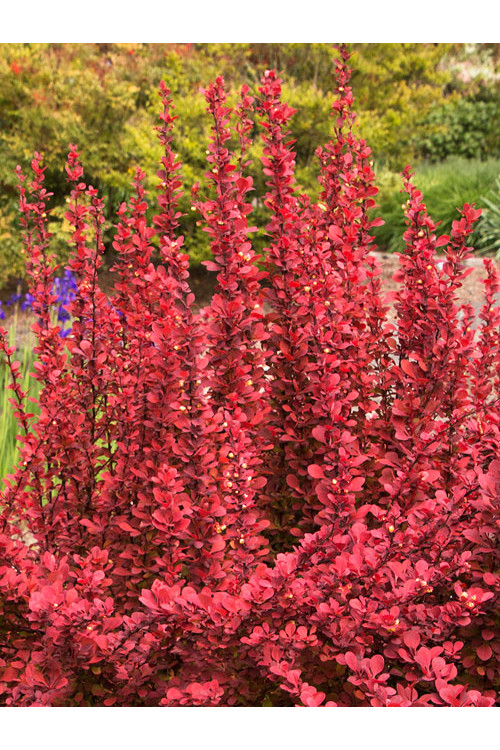 Berberys Thunberga 'Orange Dream' Berberis thunbergii
