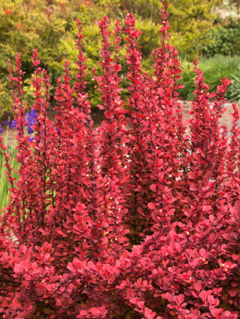 Berberys Thunberga 'Orange Dream' Berberis thunbergii
