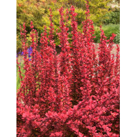 Berberys Thunberga 'Orange Dream' Berberis thunbergii