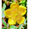 Dziurawiec 'Tricolor' | Hypericum moserianum