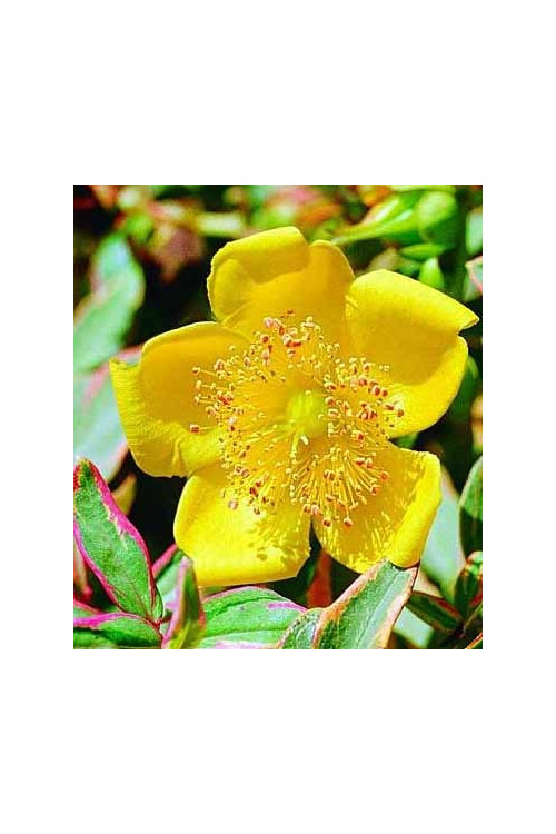Dziurawiec 'Tricolor' | Hypericum moserianum