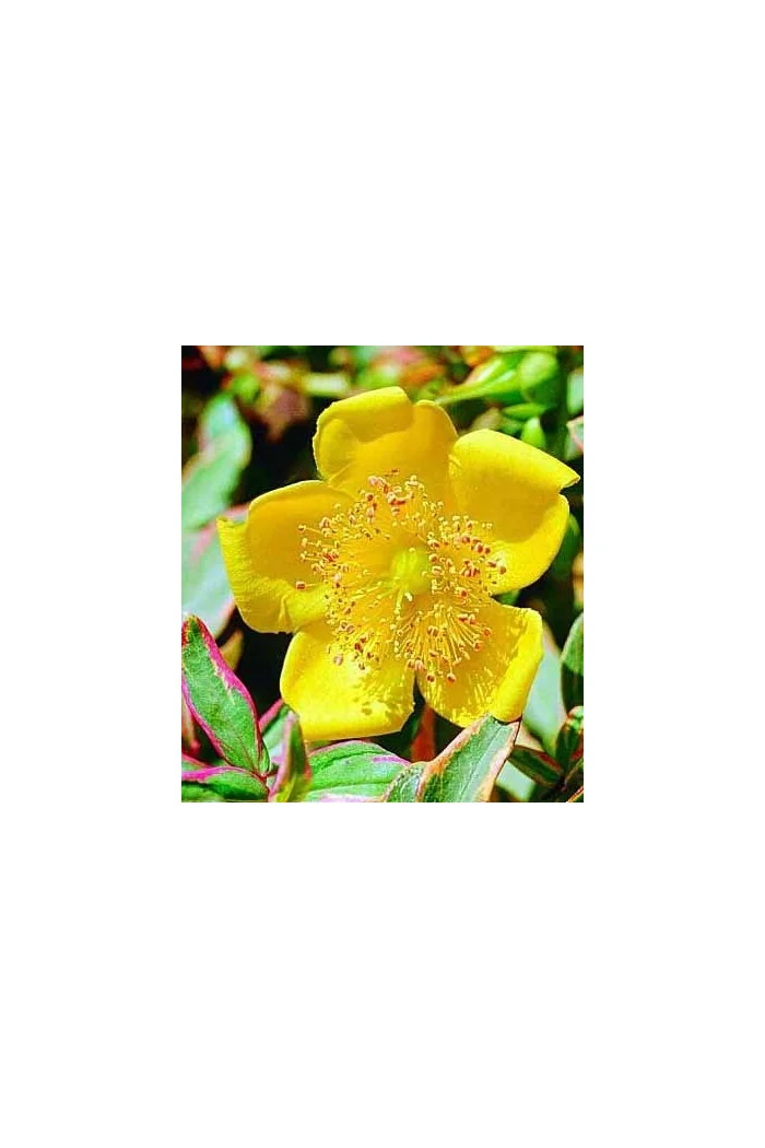 Dziurawiec 'Tricolor' | Hypericum moserianum