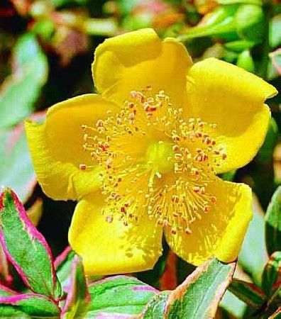 Dziurawiec 'Tricolor' | Hypericum moserianum