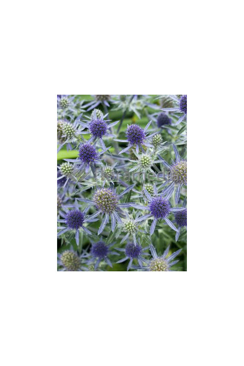Mikołajek płaskolistny 'Blaukappe' Eryngium planum