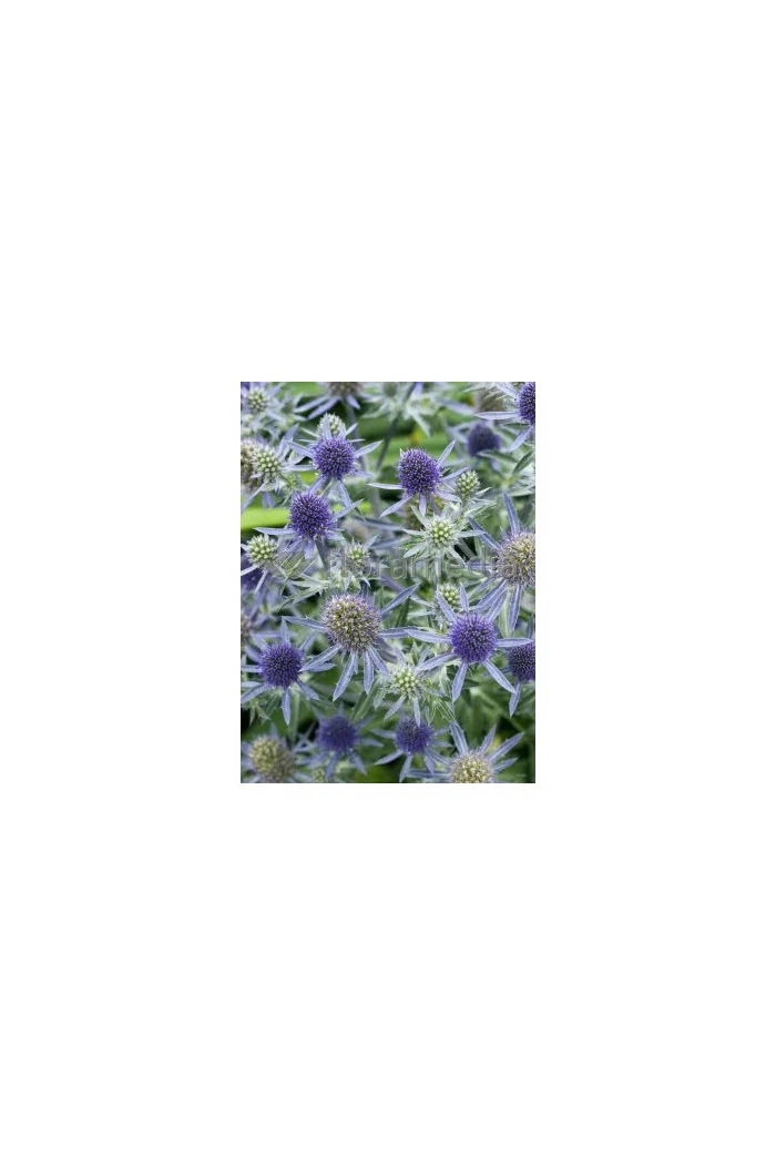 Mikołajek płaskolistny 'Blaukappe' Eryngium planum