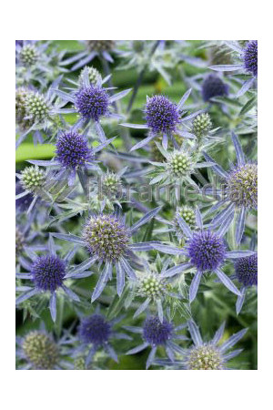 Mikołajek płaskolistny 'Blaukappe' Eryngium planum